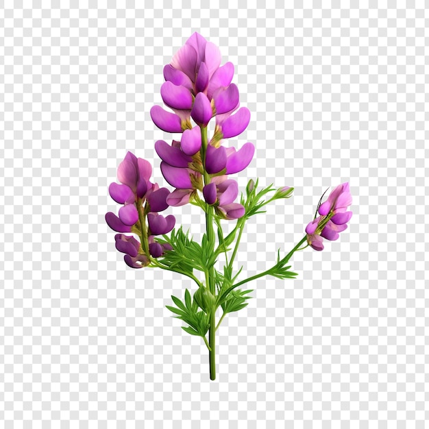 Lupin bloem png geïsoleerd op transparante achtergrond