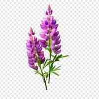 Gratis PSD lupin bloem png geïsoleerd op transparante achtergrond