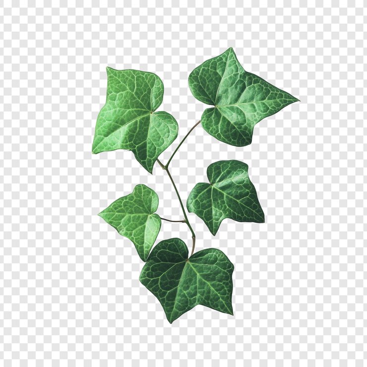 PSD Gratis lush green ivy sprig on transparent background