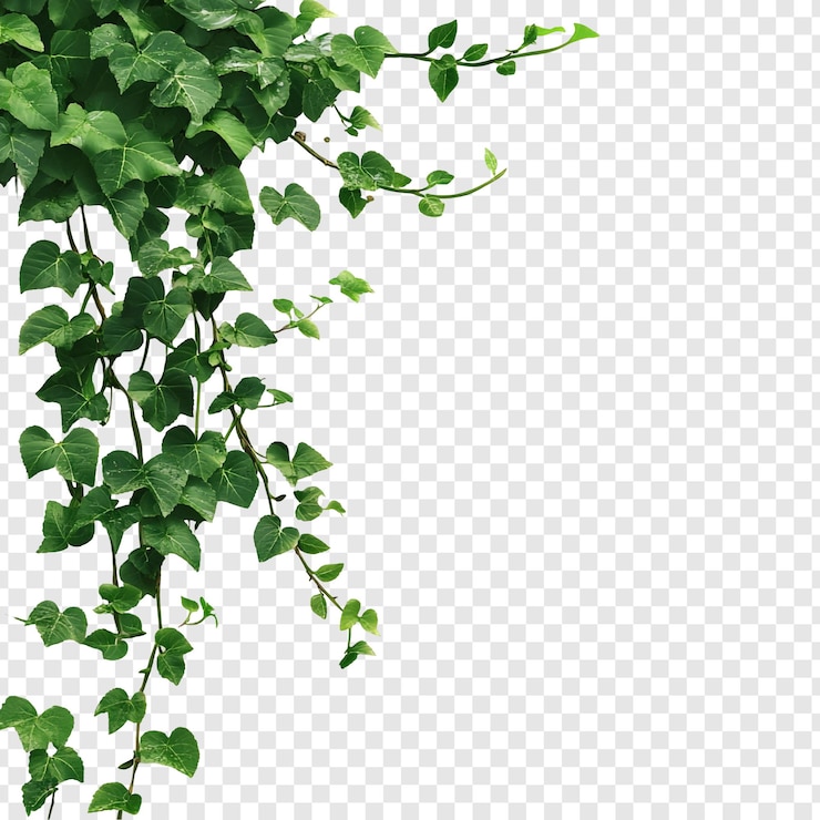 PSD Gratis lush green ivy vines cascading down a vibrant display of natures beauty