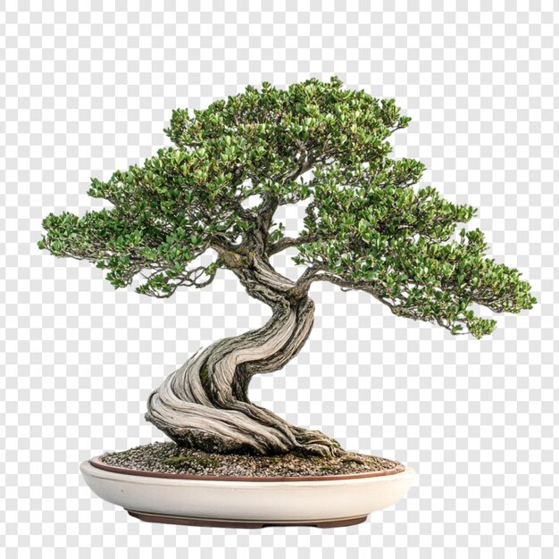 El magnífico bonsai, símbolo de paciencia y tranquilidad