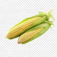 PSD gratuito maíz crudo fresco png aislado sobre fondo transparente
