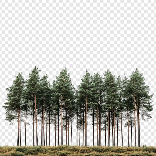 Majestic Pine Forest Panorama Een serene ontsnapping in de natuur