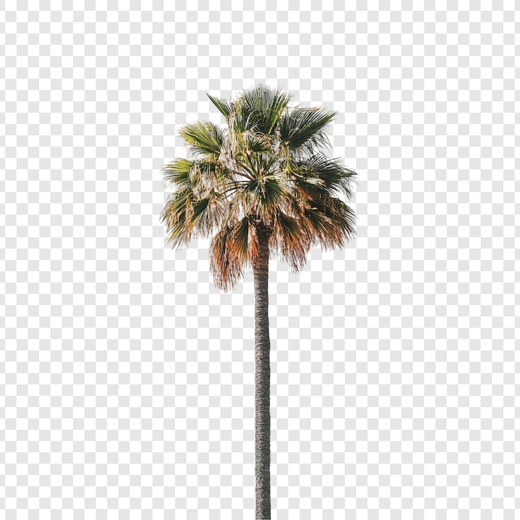 Gratis PSD majestueuze palmbomen geïsoleerd op een witte achtergrond