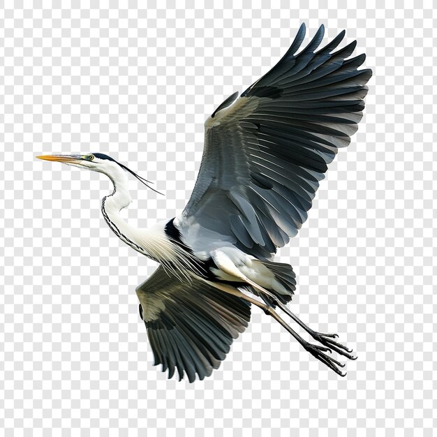 La majestuosa garza gris en vuelo Un impresionante retrato aviario
