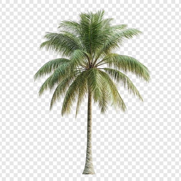 La majestuosa palmera de coco en un fondo transparente