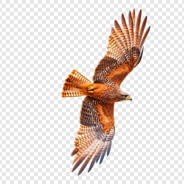 El majestuoso vuelo de un halcón ferrugino
