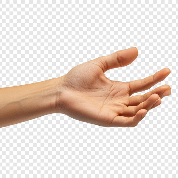 La mano abierta extendiendo el gesto de dar ayuda apoyo asistencia anatomía humana piel dedos de la palma aislados en un fondo transparente