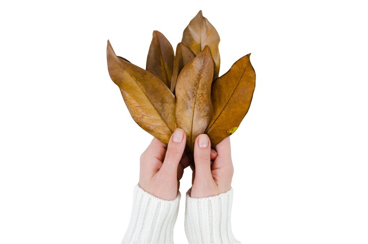 PSD gratuito mantenimiento de la mano del follaje de otoño
