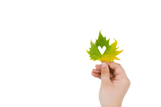 Mantenimiento de la mano del follaje de otoño