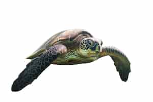 PSD gratuito la maravillosa natación de las tortugas