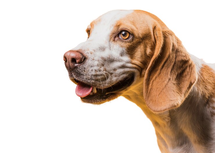Gratis PSD mening van aanbiddelijke bruine en witte huisdierenhond