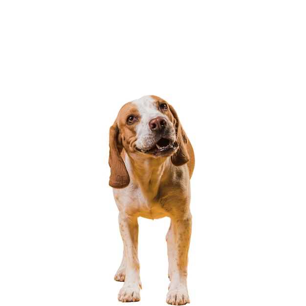Mening van aanbiddelijke bruine en witte huisdierenhond