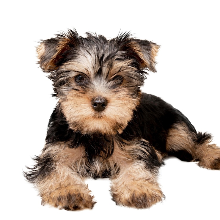 Gratis PSD mening van aanbiddelijke huisdierenhond