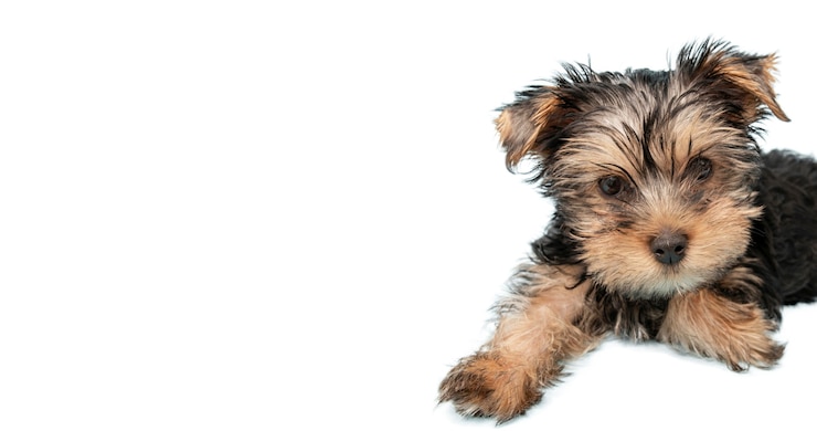 Gratis PSD mening van aanbiddelijke huisdierenhond