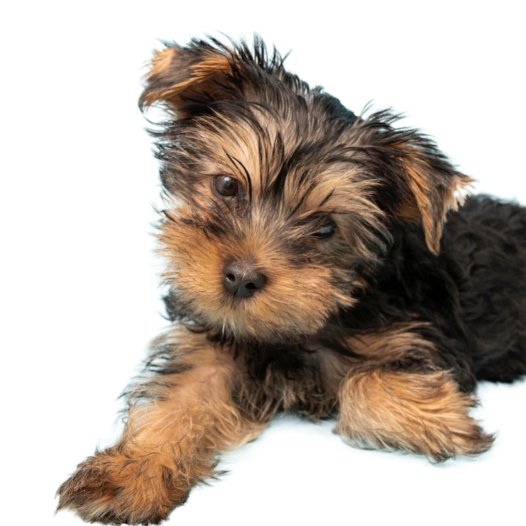 Gratis PSD mening van aanbiddelijke huisdierenhond