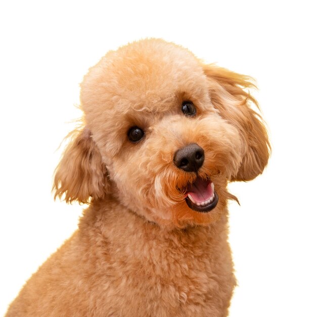 Mening van aanbiddelijke huisdierenhond