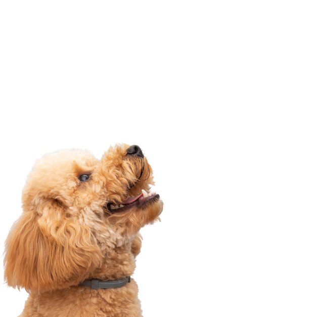 Mening van aanbiddelijke huisdierenhond