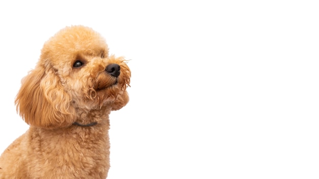Mening van aanbiddelijke huisdierenhond
