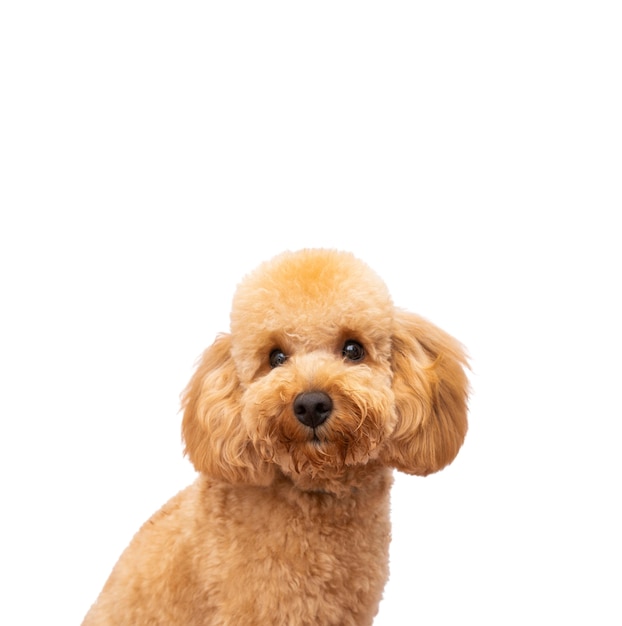 Mening van aanbiddelijke huisdierenhond