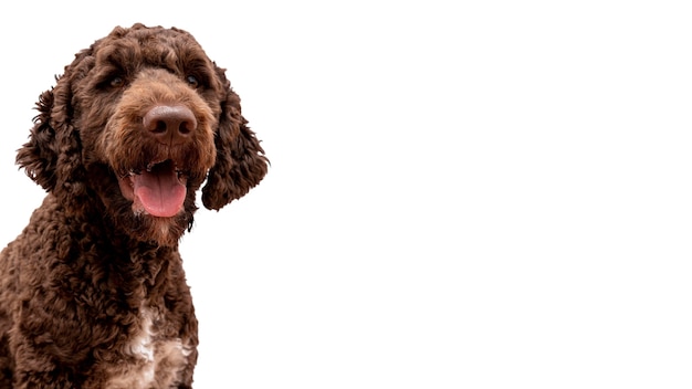 Mening van aanbiddelijke huisdierenhond