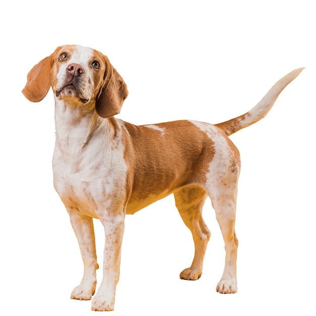 Mening van leuke bruine en witte huisdierenhond
