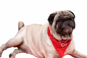 Gratis PSD mening van schattige pug hond