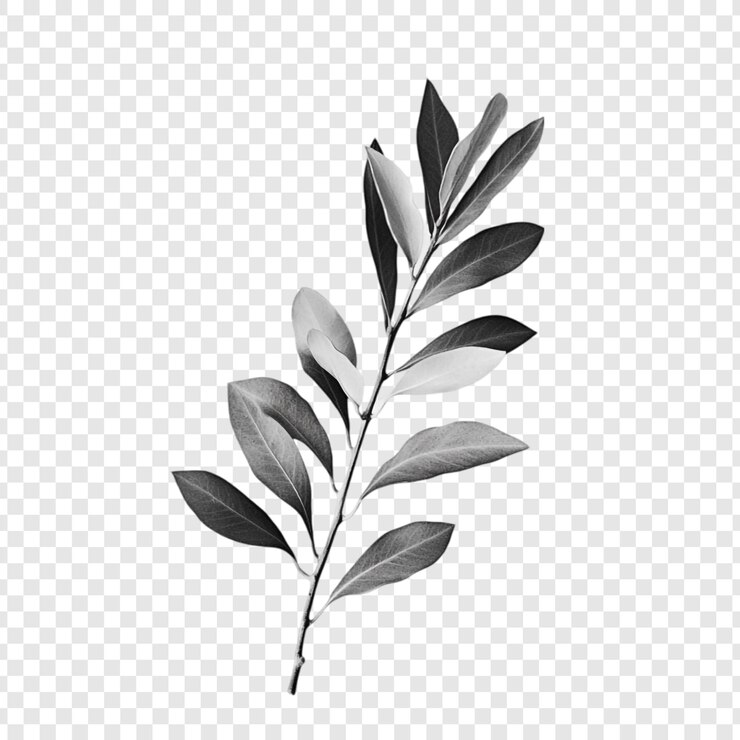PSD Gratis monochromatic branch elegant greyscale leaf photography