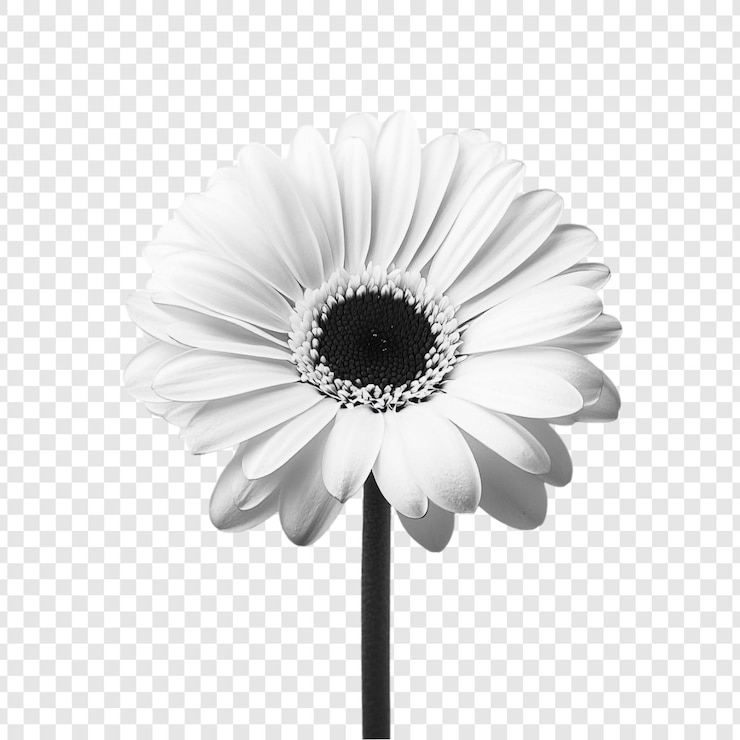 PSD gratuito monochrome gerbera daisy uno studio in bianco e nero