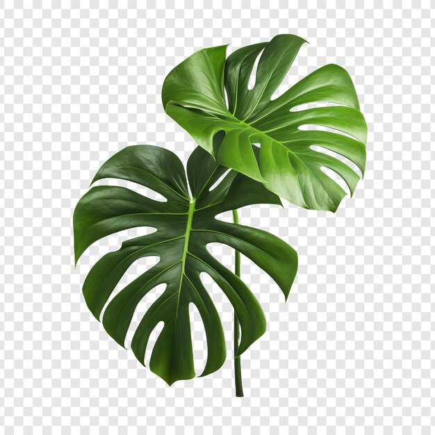 Monstera Deliciosa png aislado sobre un fondo transparente