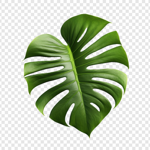 Monstera Deliciosa png aislado sobre un fondo transparente