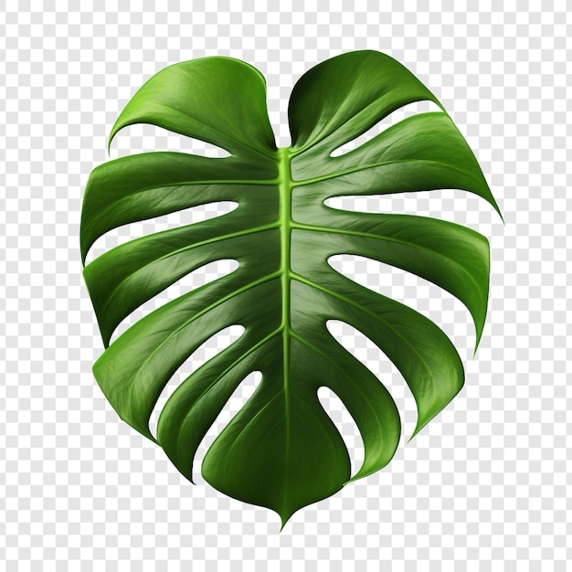 Monstera deliciosa png aislado sobre un fondo transparente