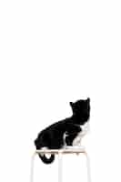 Gratis PSD mooi kattenportret geïsoleerd