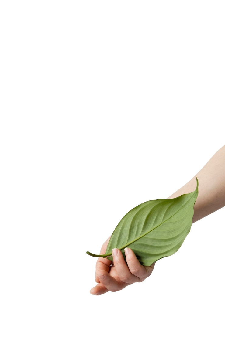Gratis PSD mooi stilleven van een plantenkop