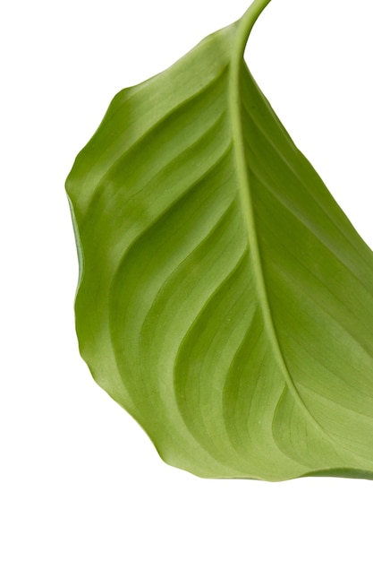 Mooi stilleven van een plantenkop