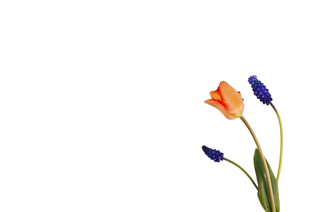 Gratis PSD mooie bloemen geïsoleerd