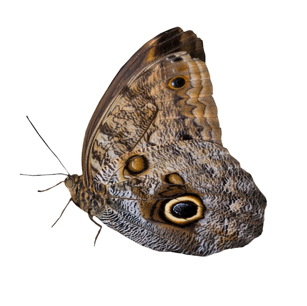 Gratis PSD mooie vlinder geïsoleerd
