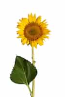 Gratis PSD mooie zonnebloemen geïsoleerd