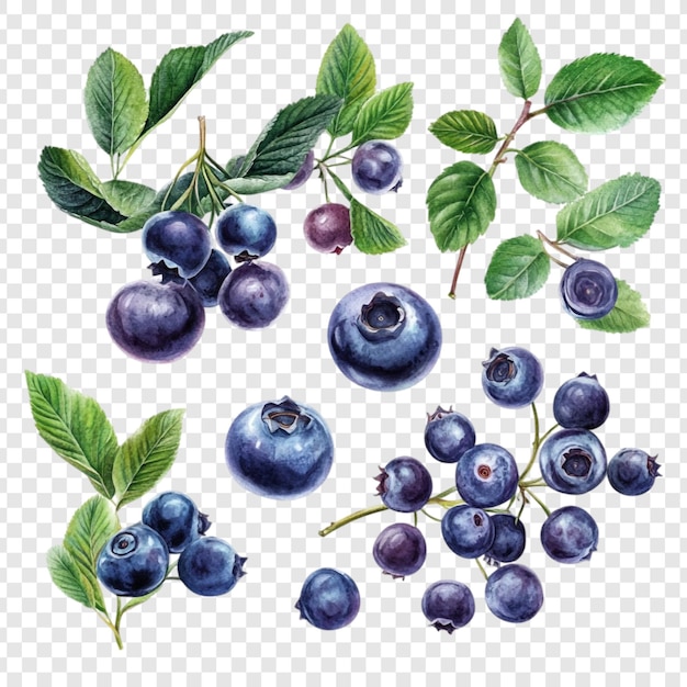 Moras de acuarela Una colección de moras frescas