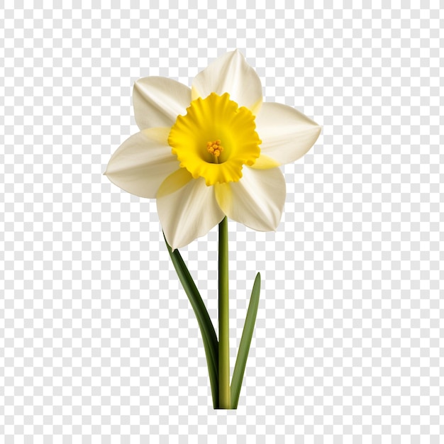 Narcissus bloem png geïsoleerd op transparante achtergrond