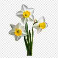 Gratis PSD narcissus bloem png geïsoleerd op transparante achtergrond