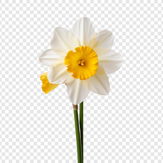 Gratis PSD narcissus bloem png geïsoleerd op transparante achtergrond