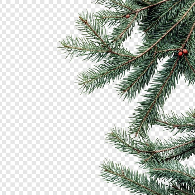 Navidad Ramas de pino de hoja perenne Festiva vegetación de invierno Decoración de vacaciones