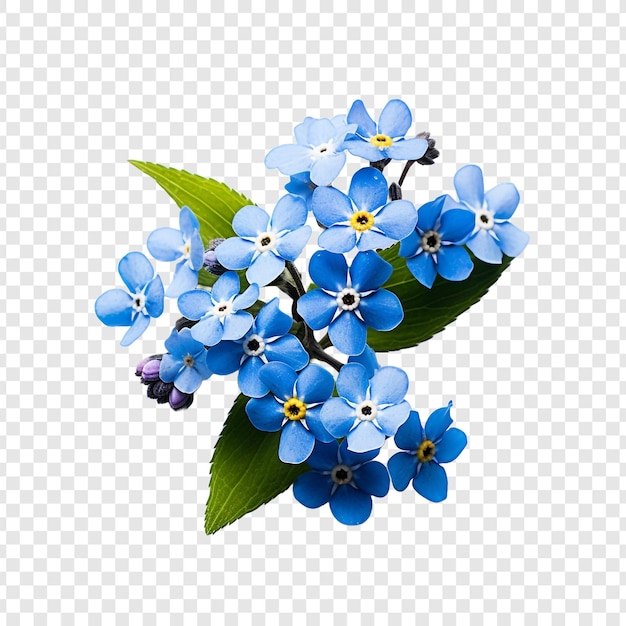 PSD gratuito no me olvides flor png aislado sobre fondo transparente