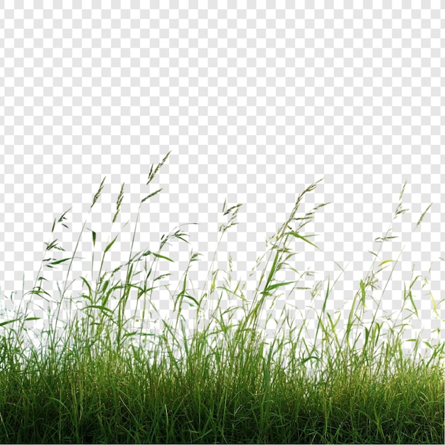Un paisaje de prados verdes y vibrantes