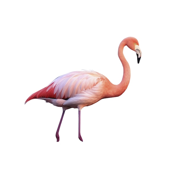 Pájaro flamenco aislado