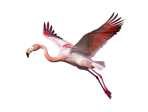 Pájaro flamenco aislado