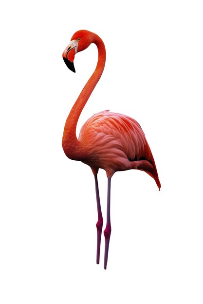 Pájaro flamenco aislado