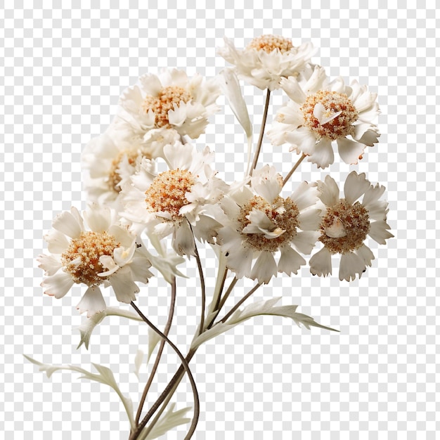 Gratis PSD parelachtige eeuwige bloem geïsoleerd op transparante achtergrond