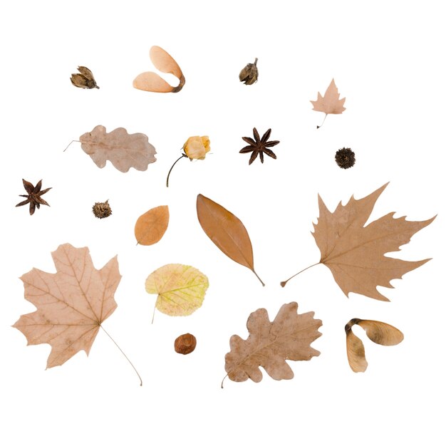 El patrón de follaje de otoño vista superior